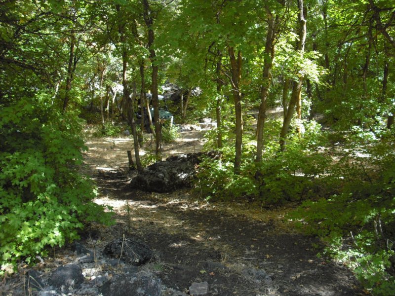 sacredgrove03.jpg