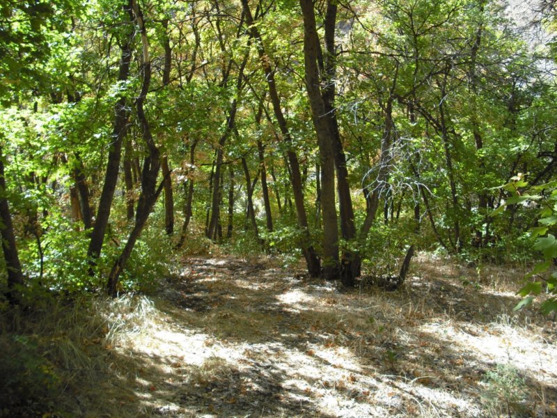 sacredgrove04.jpg
